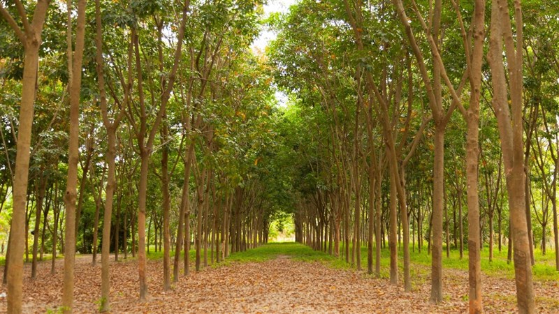 Đất trồng cây lâu năm: Quy định, quyền lợi, thủ tục 2025