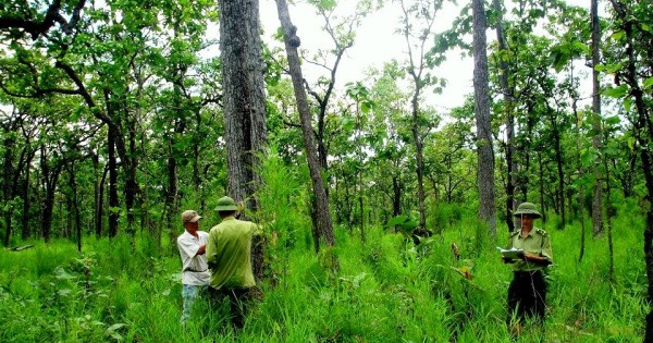 Có nên mua đất rừng sản xuất? Pháp lý, rủi ro & hướng dẫn