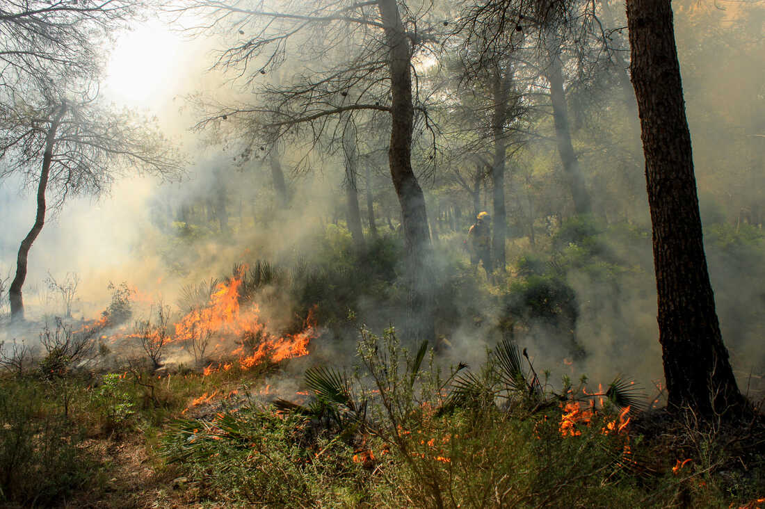 Cháy rừng gây thiệt hại nghiêm trọng cho rừng sản xuất