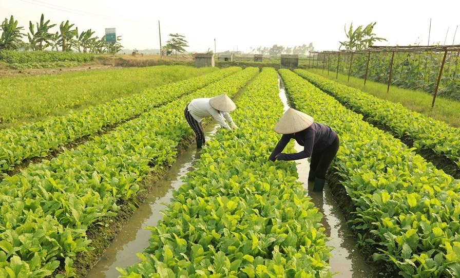 Có nên đầu tư đất trồng cây hàng năm