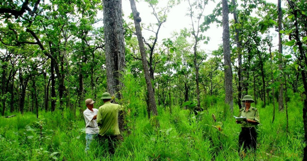 Có nên mua đất rừng sản xuất
