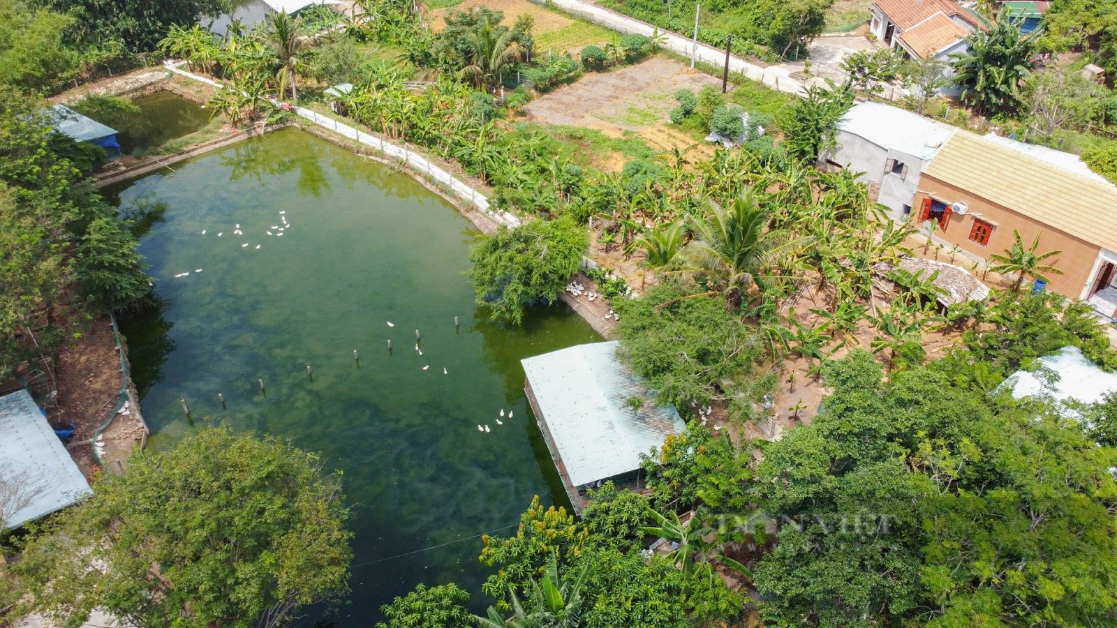 Mô hình vườn ao chuồng trên đất ONT